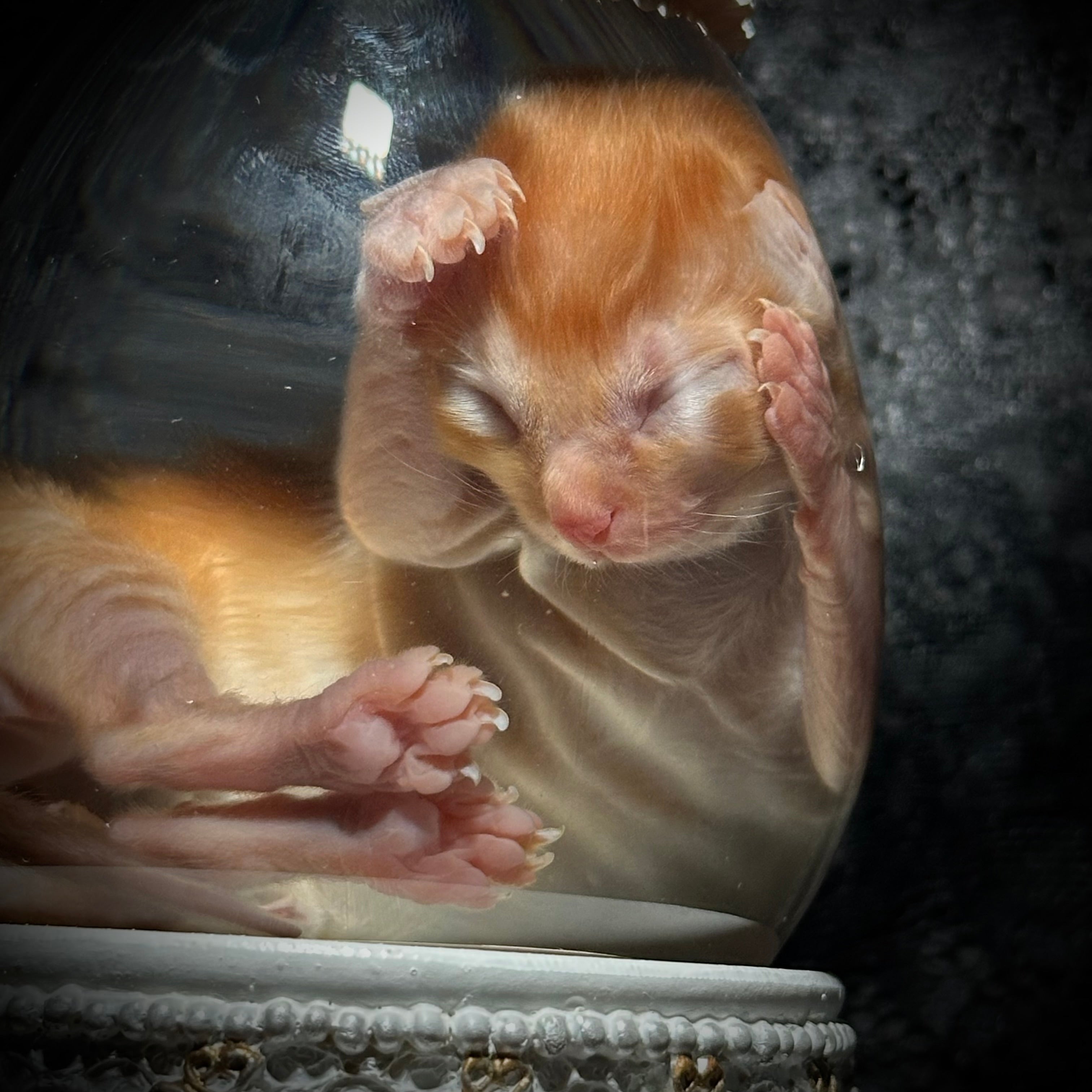 Neonatal Orange kitten specimen