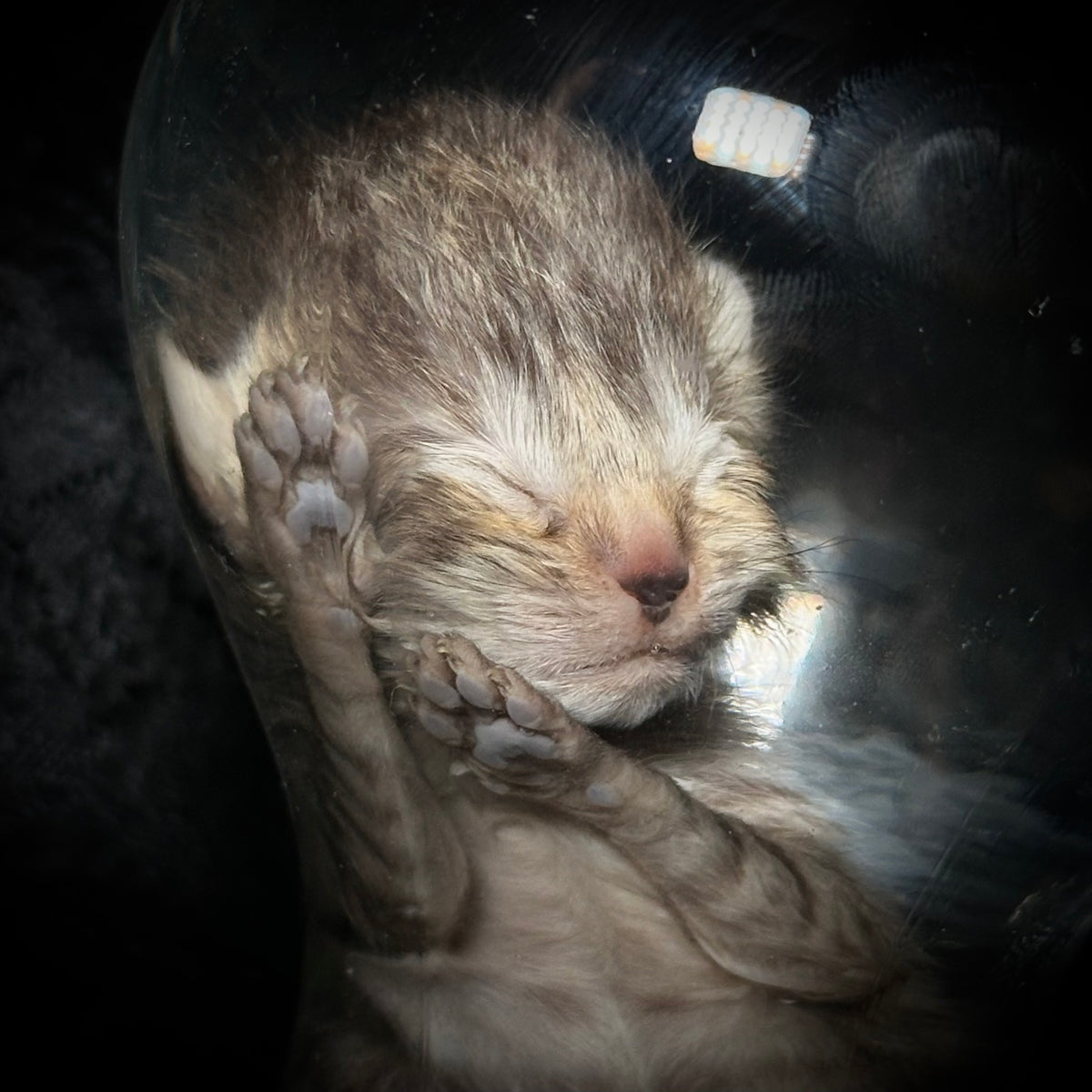 Tabby kitten specimen