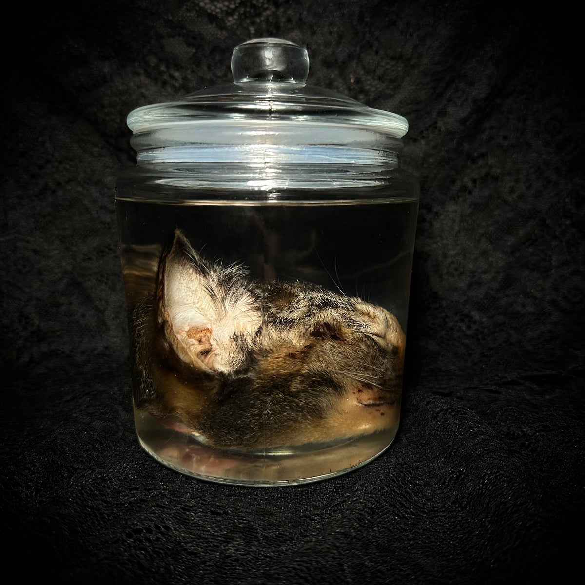 Torbie cat head specimen