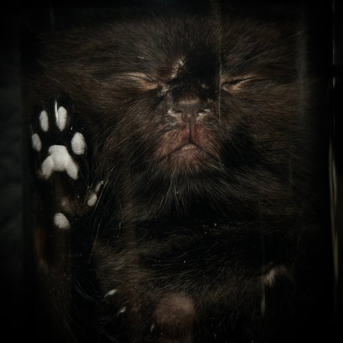 Black kitten specimen