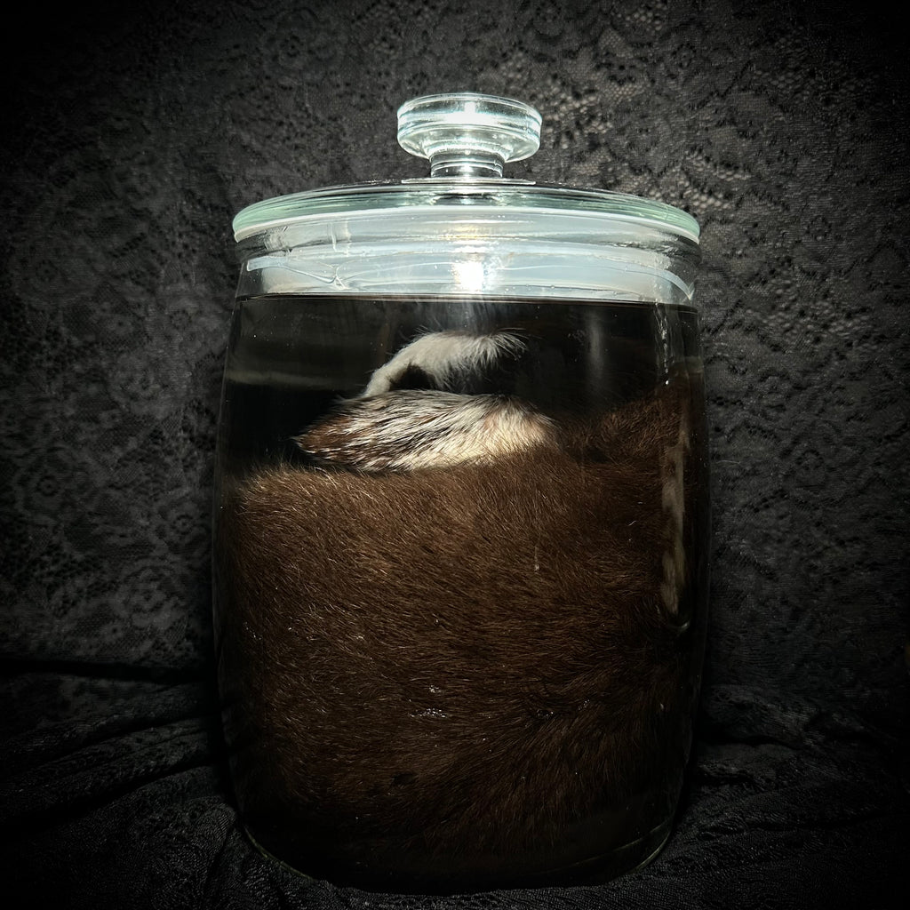 Nigerian Dwarf goat specimen