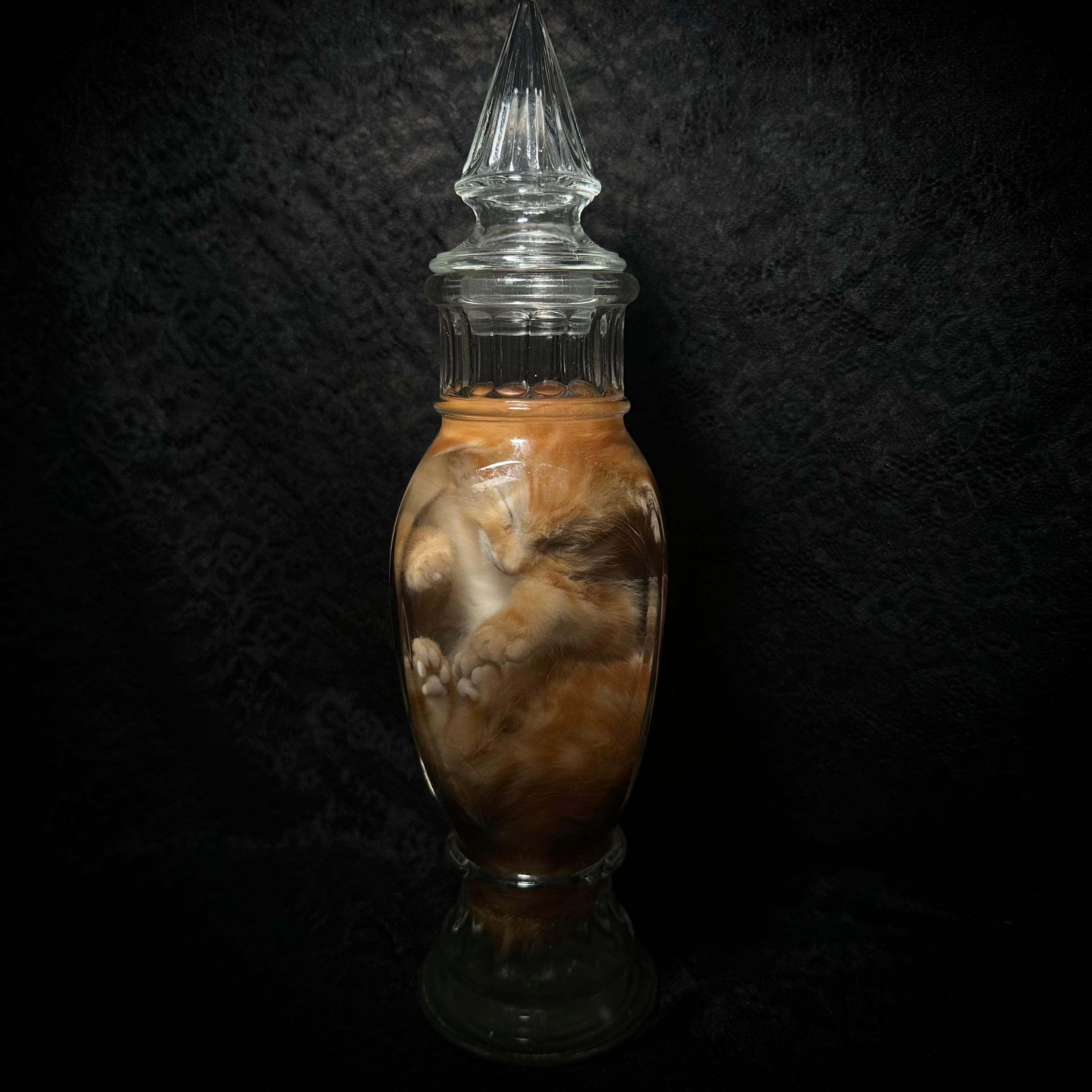 Orange tabby kitten specimen