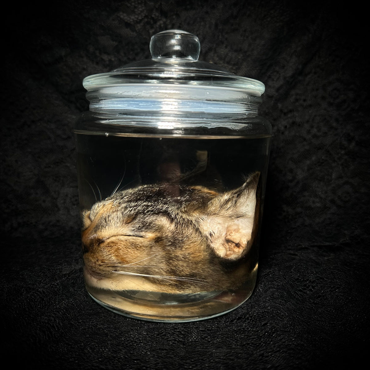 Torbie cat head specimen