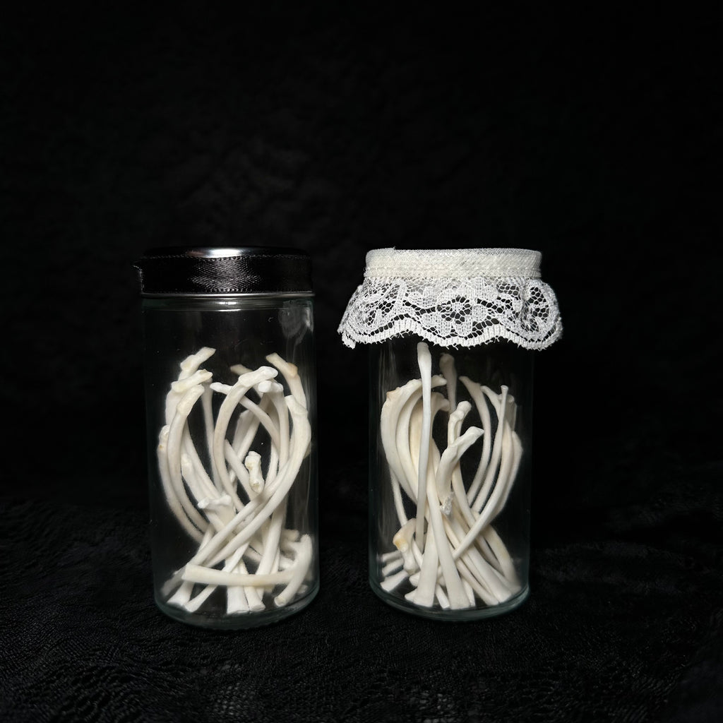 Adult cat rib bones