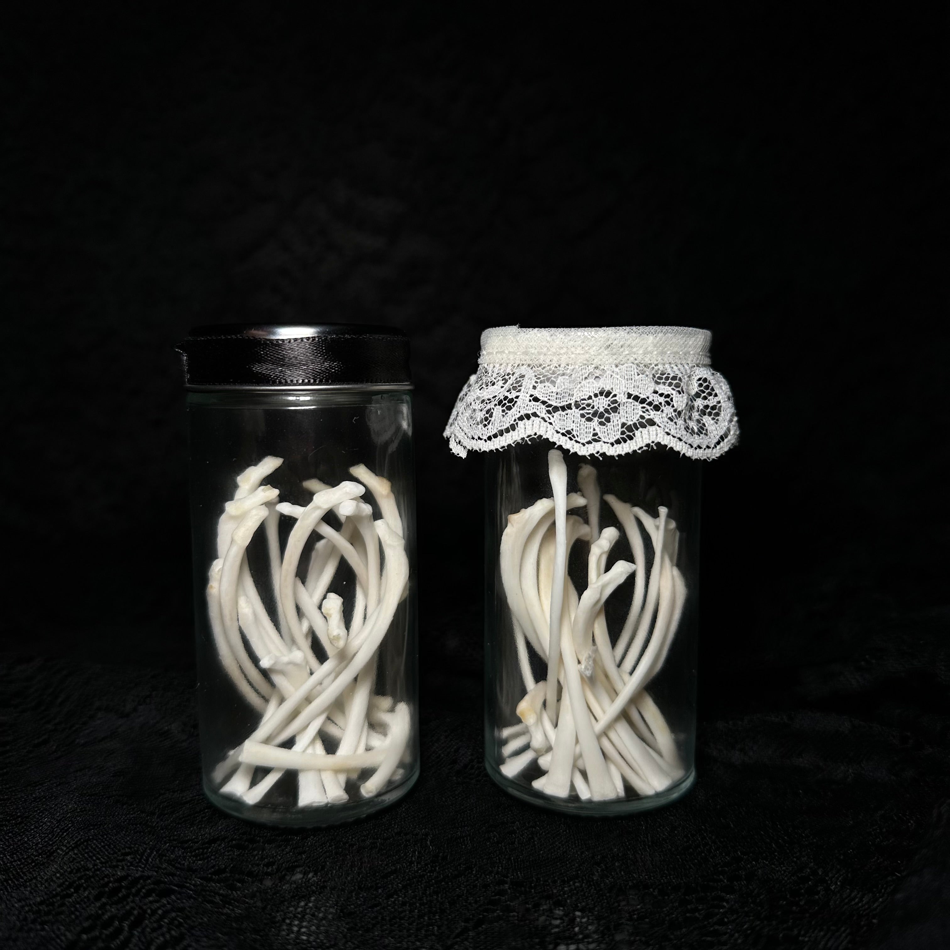 Adult cat rib bones