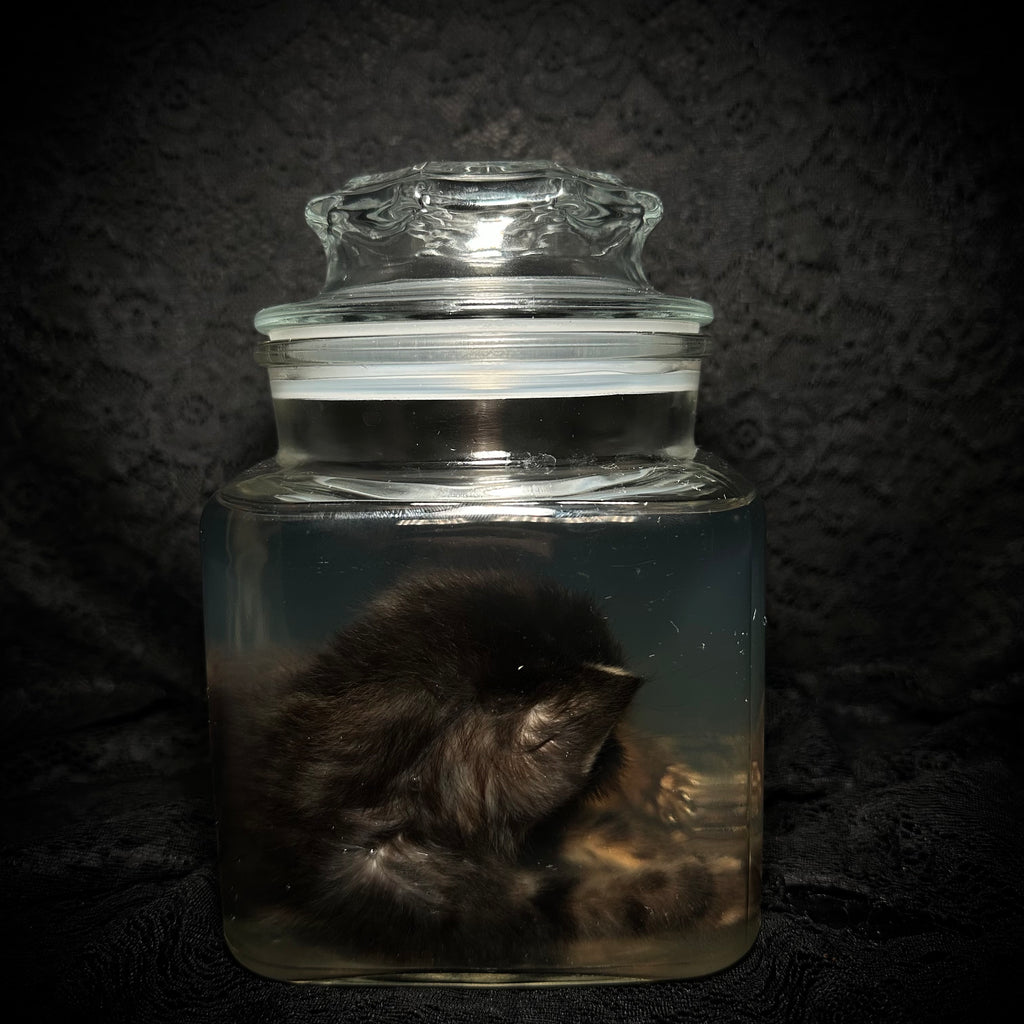 Sleeping tabby kitten specimen