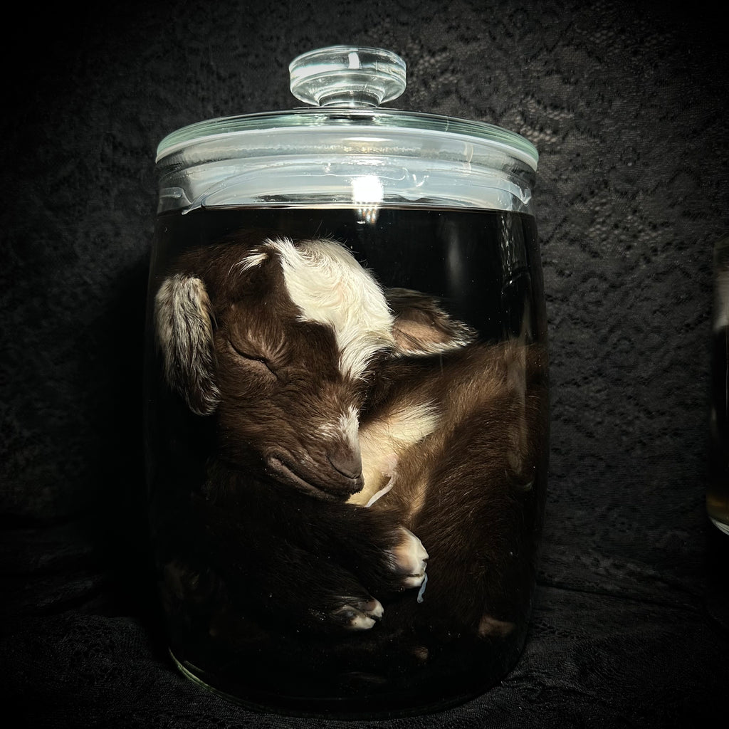 Nigerian Dwarf goat specimen