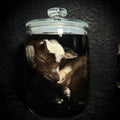 Nigerian Dwarf goat specimen