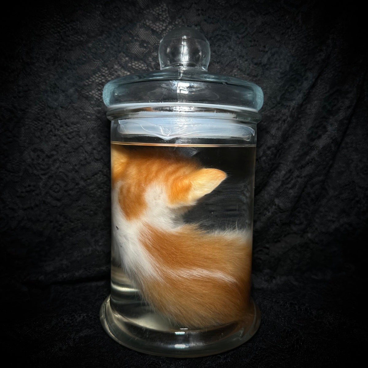 Orange and white tabby kitten specimen