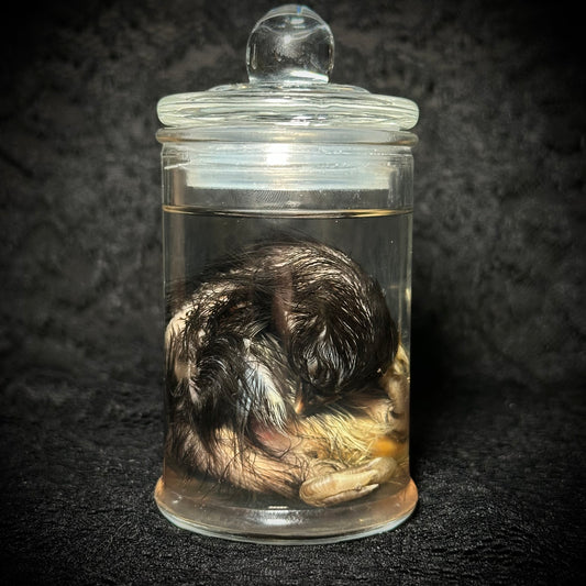 Stillborn Chicken (chick)
