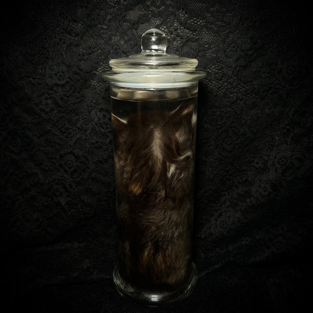 Caliby kitten specimen