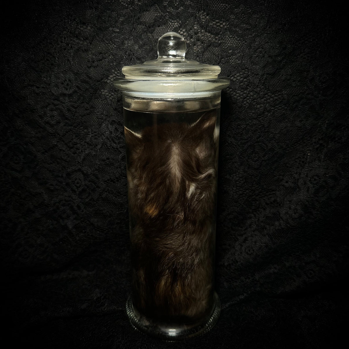 Caliby kitten specimen
