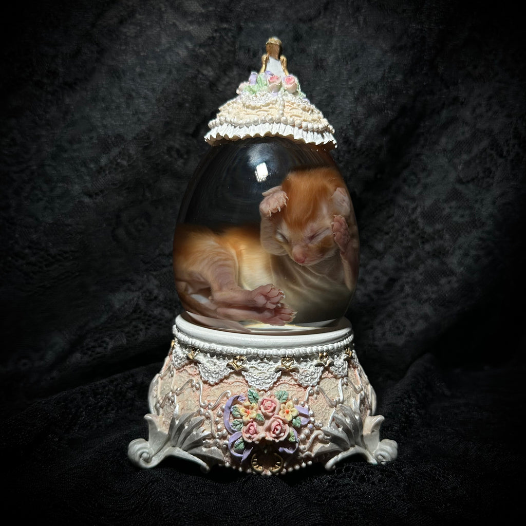 Neonatal Orange kitten specimen