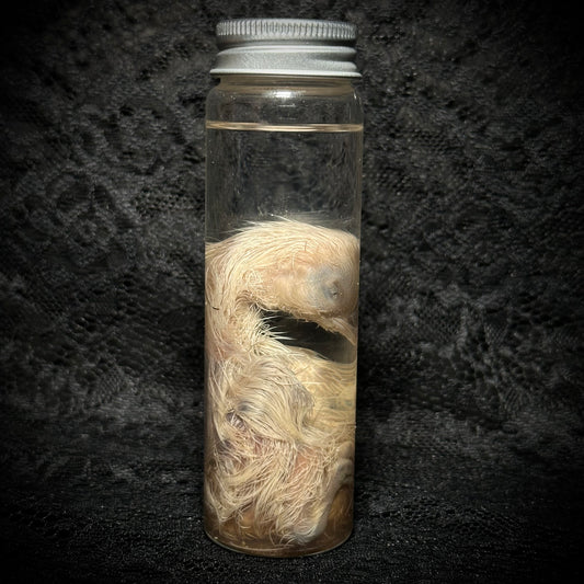 Stillborn Chicken ( chick)