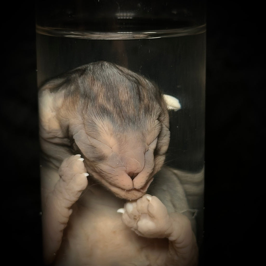 Late-term Feline fetus