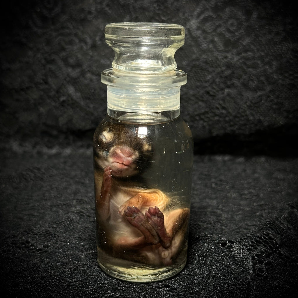 Baby Rabbit specimens