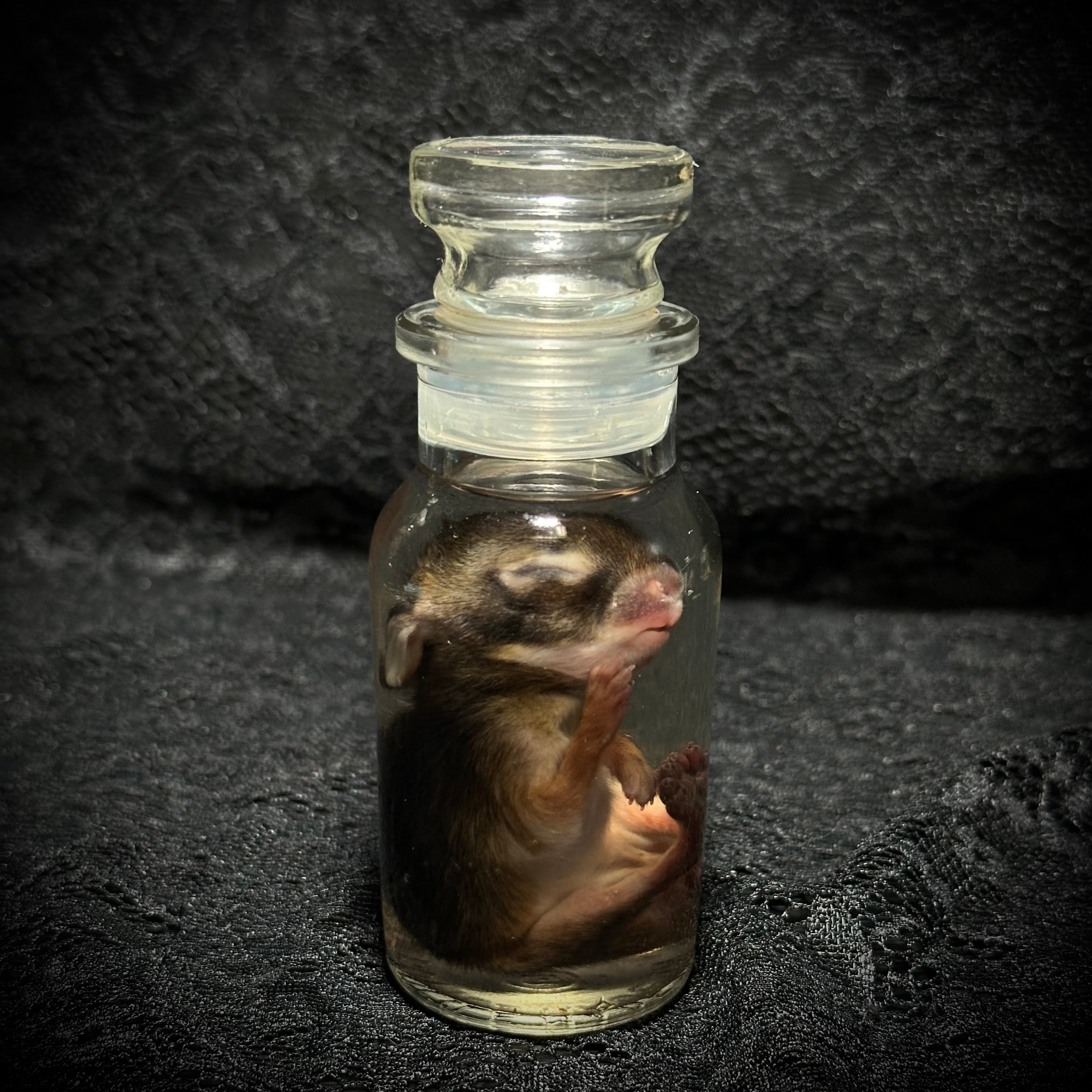 Baby Rabbit specimens