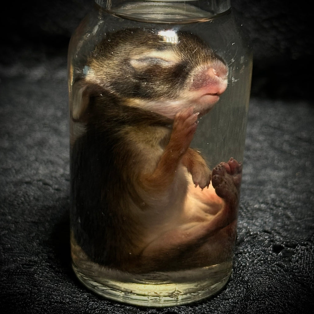 Baby Rabbit specimens