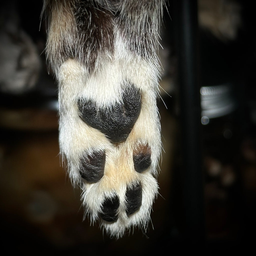 Mummified Cat paw keychains