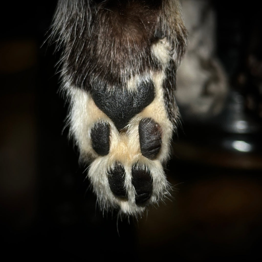 Mummified Cat paw keychains