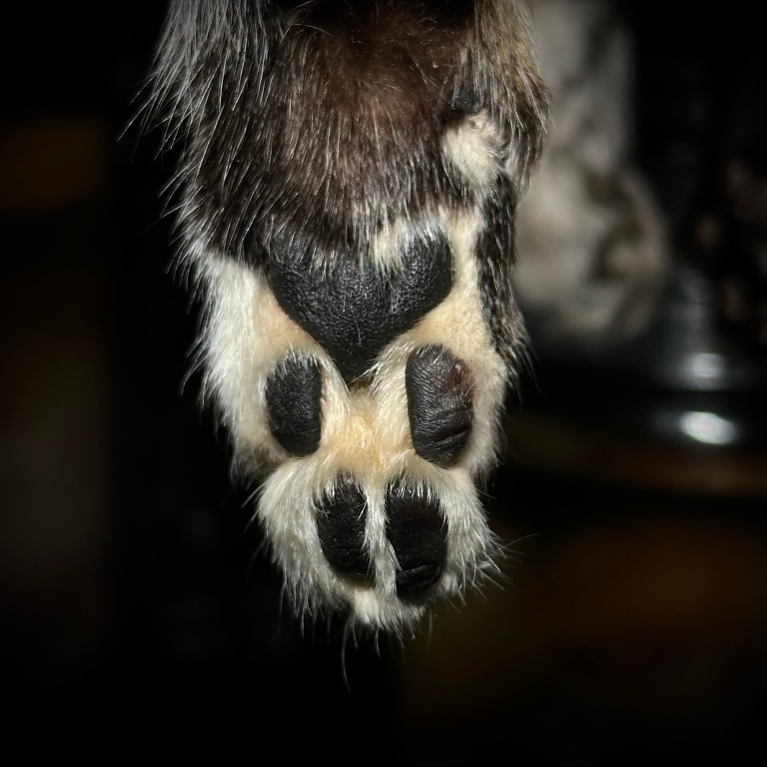 Mummified Cat paw keychains
