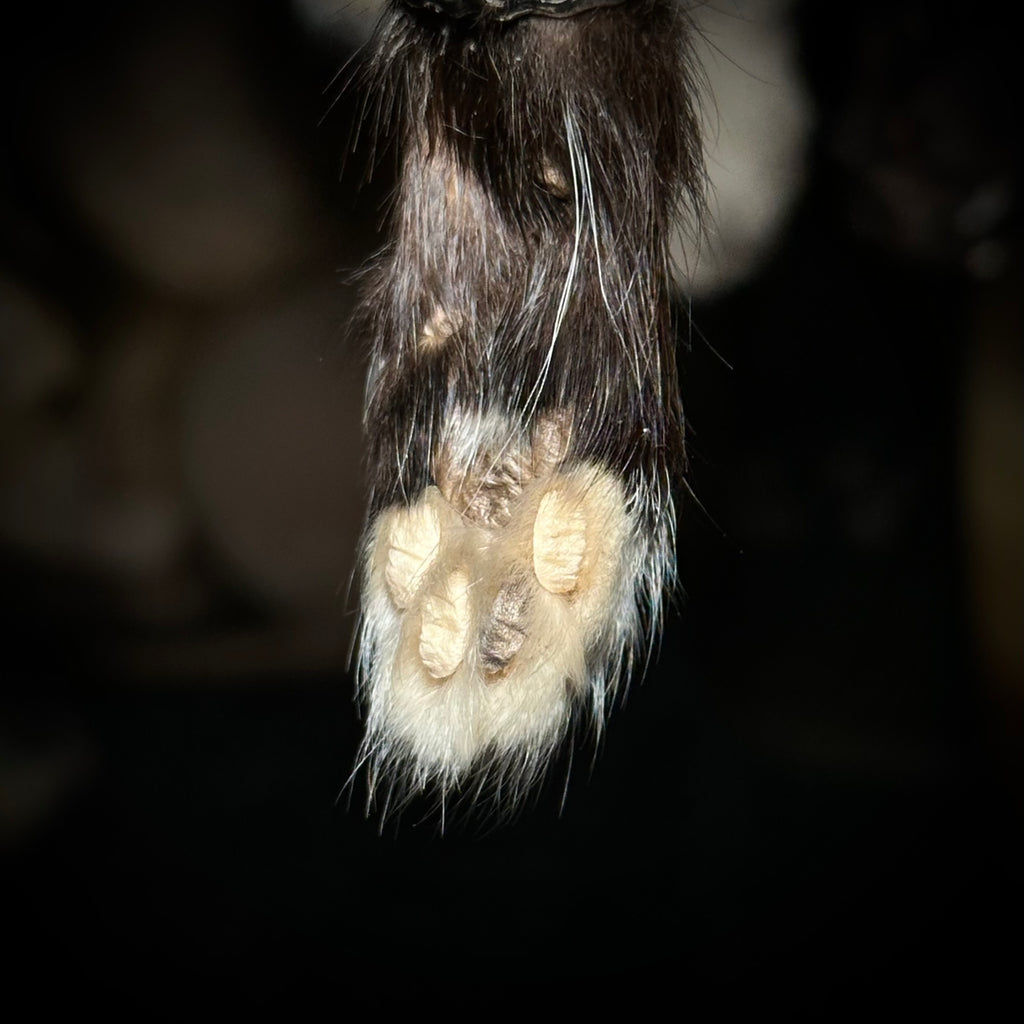 Mummified kitten paw keychains