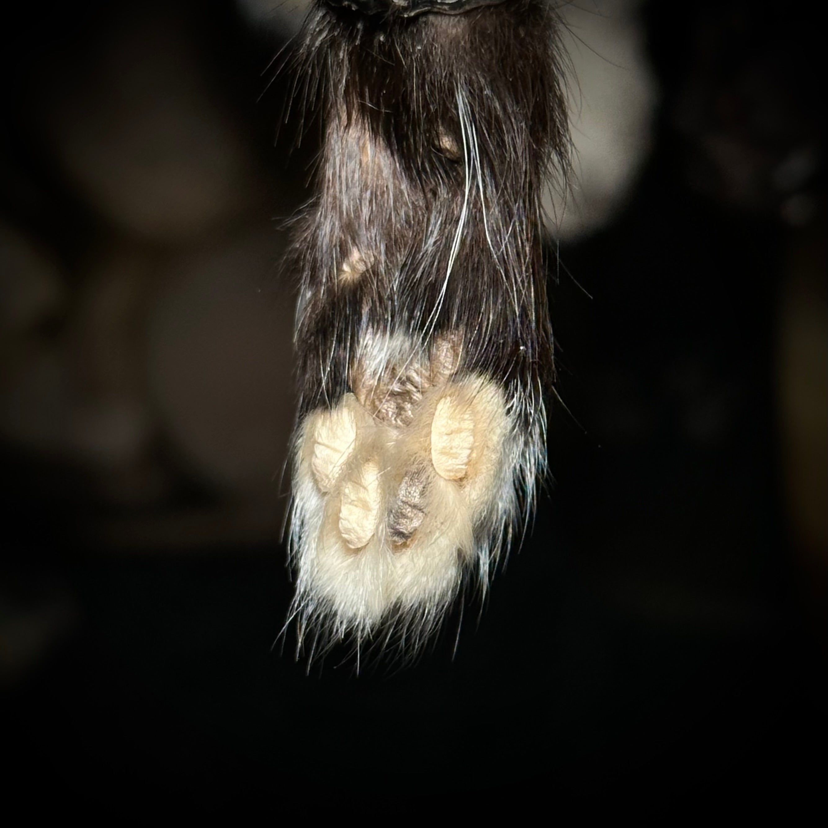 Mummified kitten paw keychains