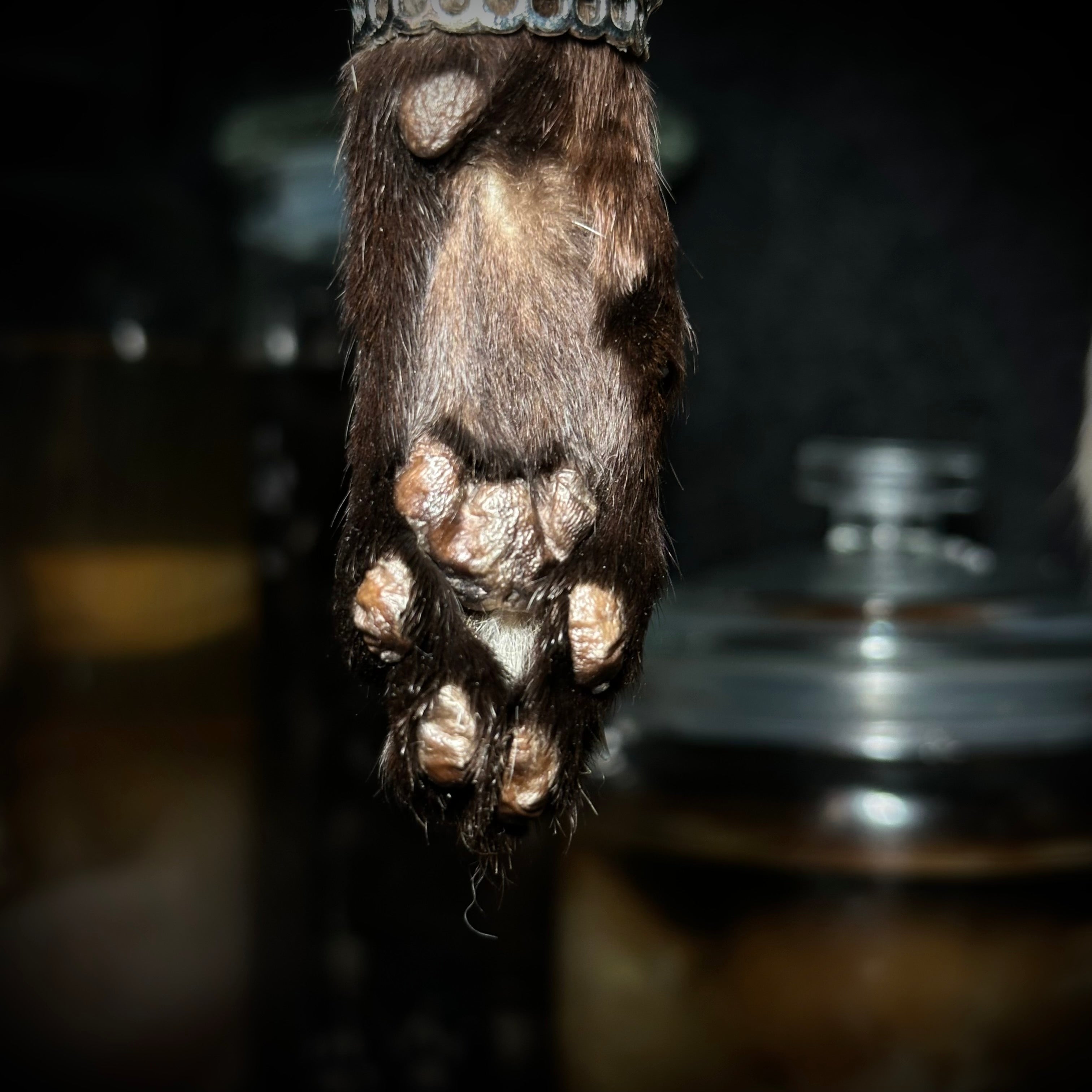 Mummified Cat paw keychain