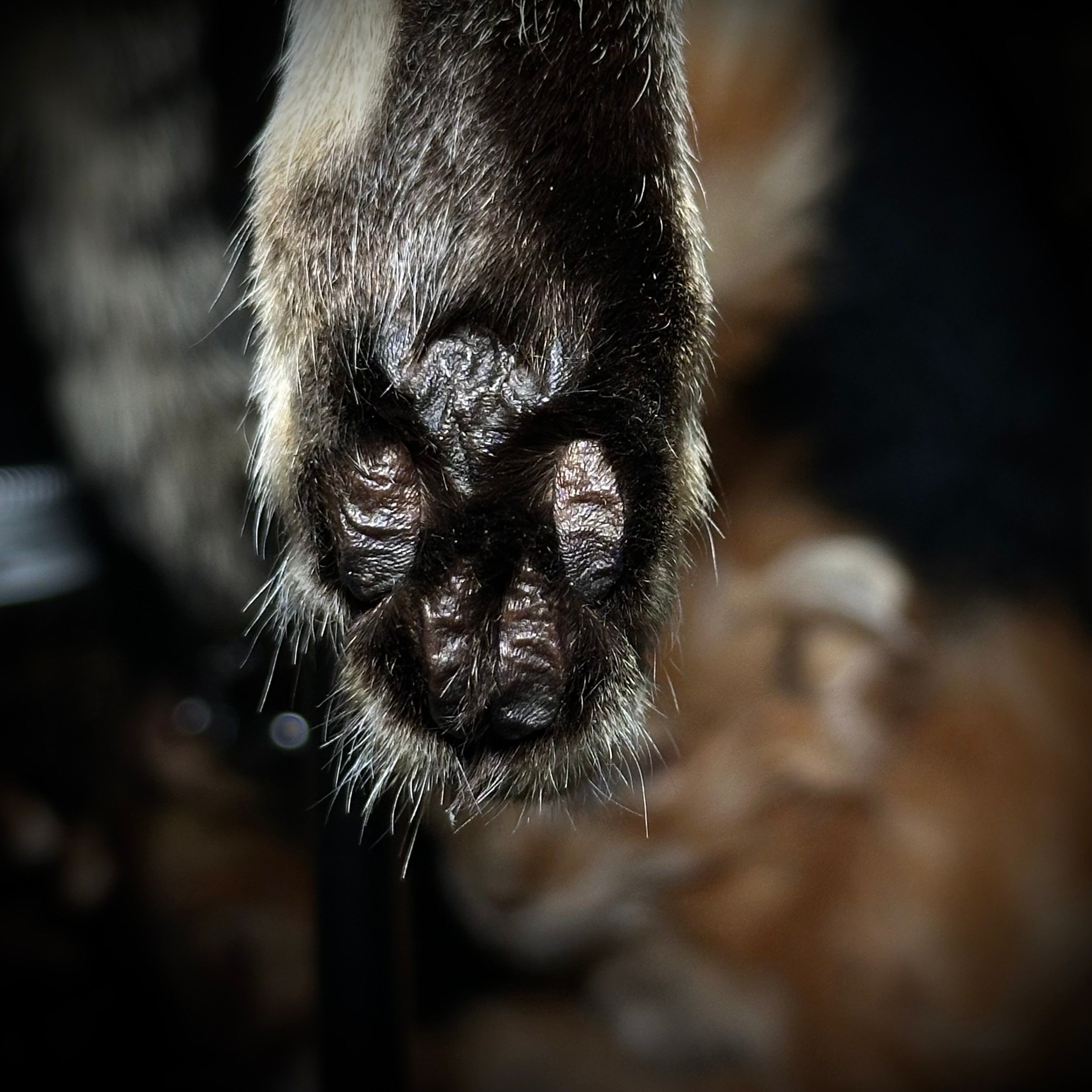 Mummified Cat paw keychain