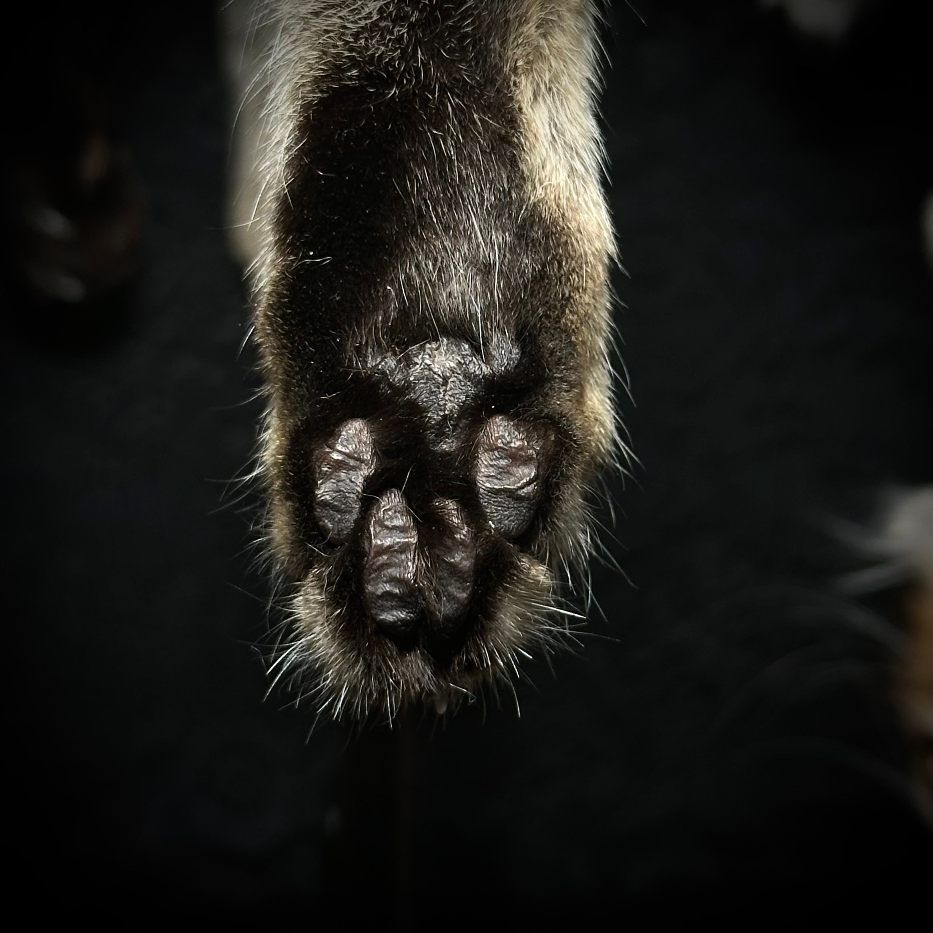 Mummified Cat paw keychain