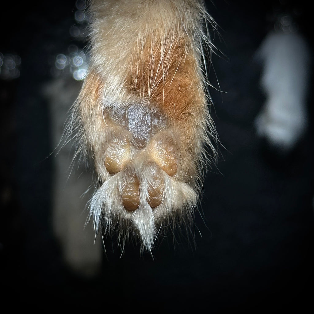 Mummified Cat paw keychain