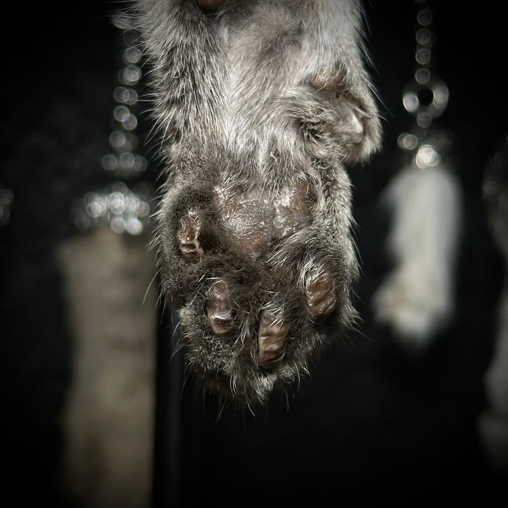 Mummified Cat paw keychain