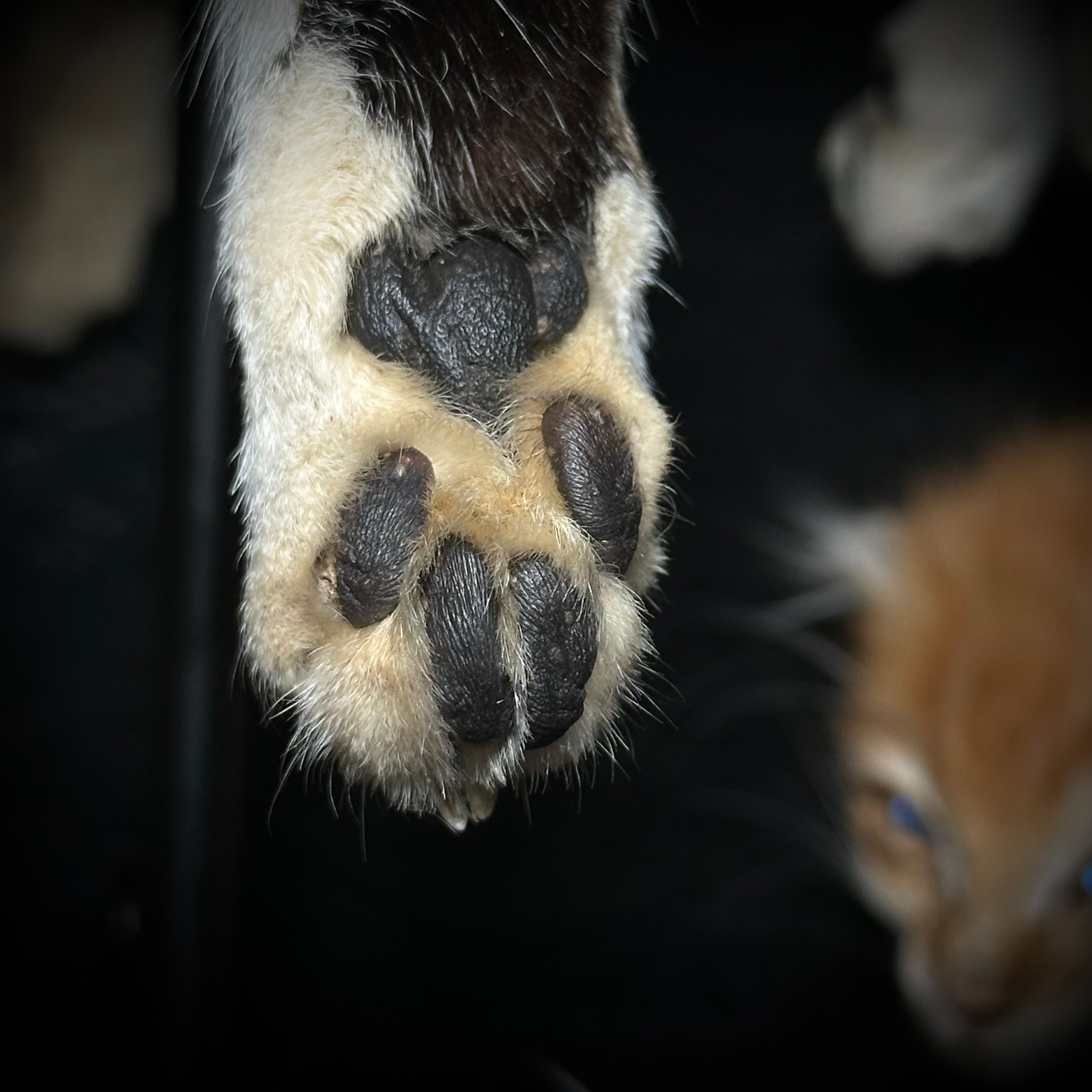 Mummified Cat paw keychains