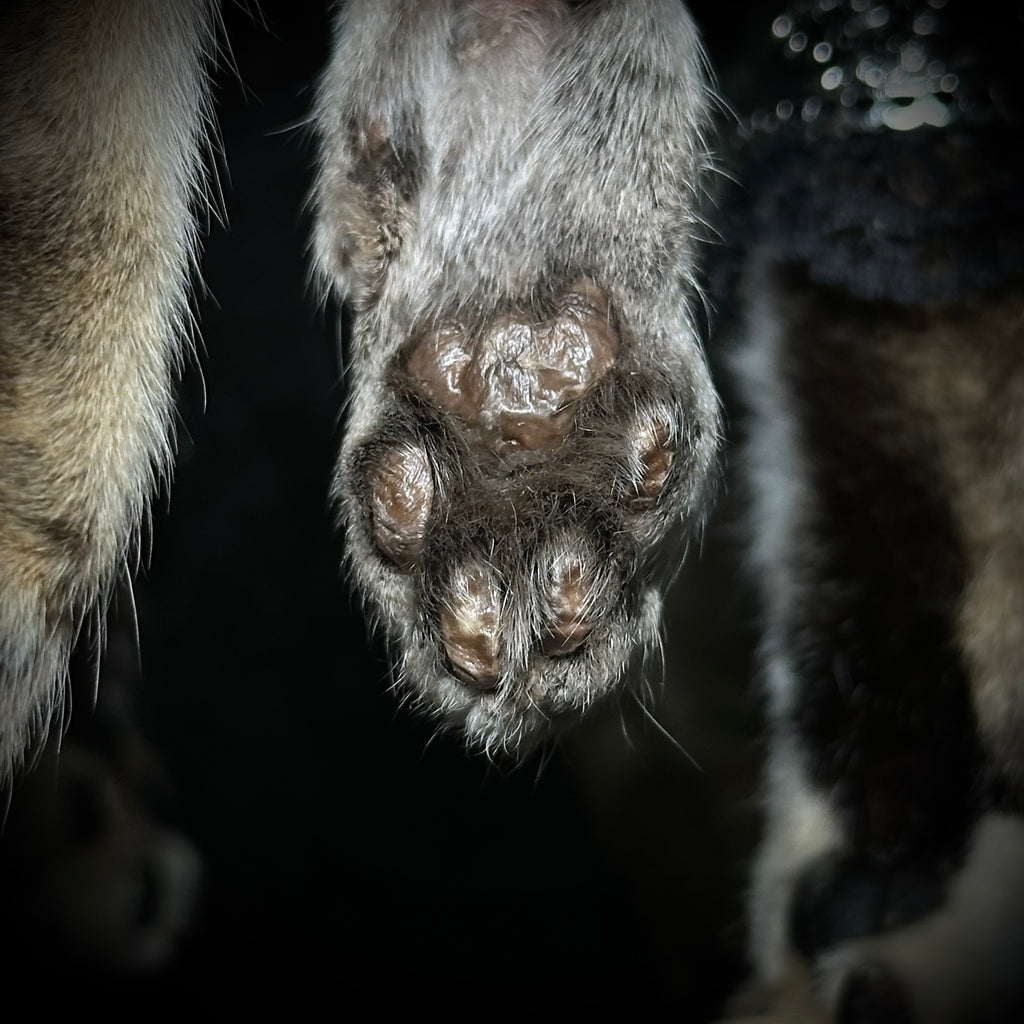 Mummified Cat paw keychain