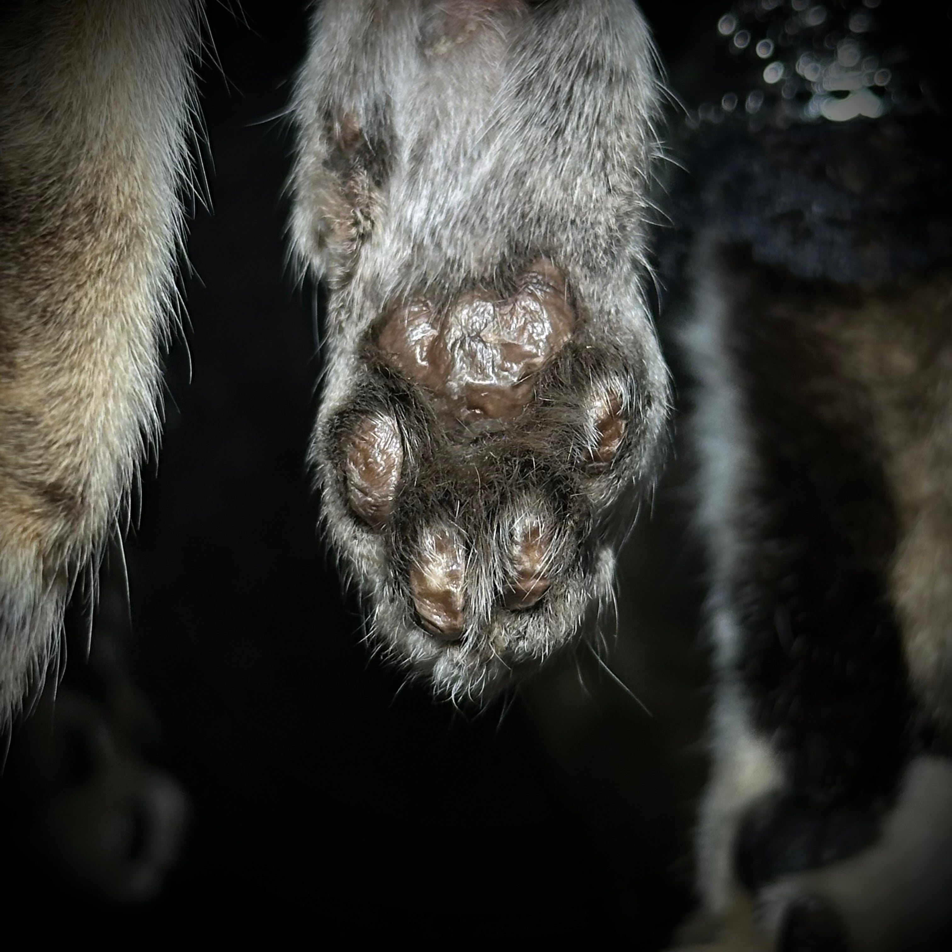Mummified Cat paw keychain