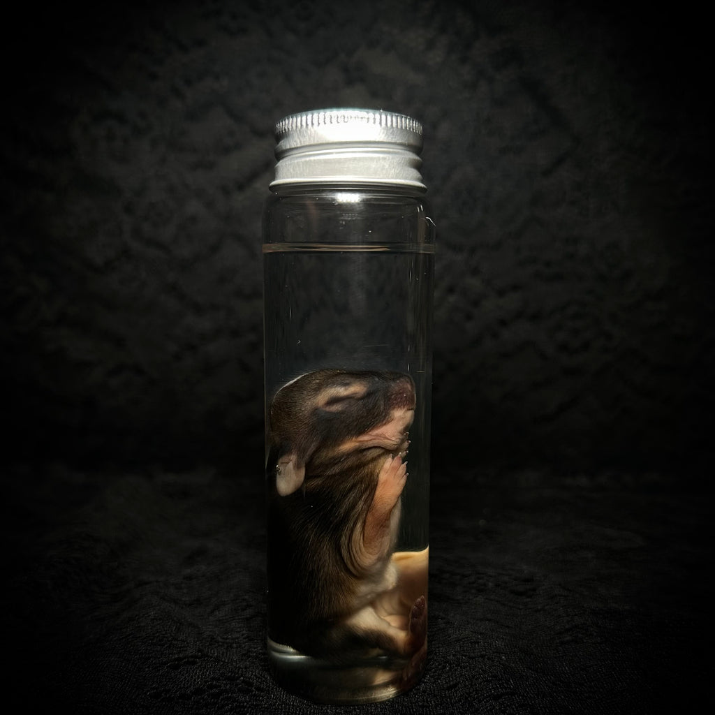 Baby Rabbit specimens