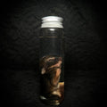 Baby Rabbit specimens