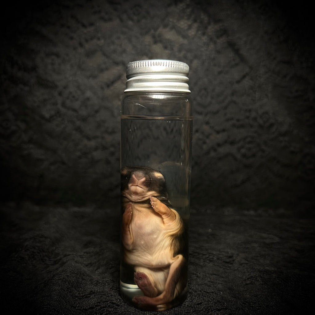 Baby Rabbit specimens