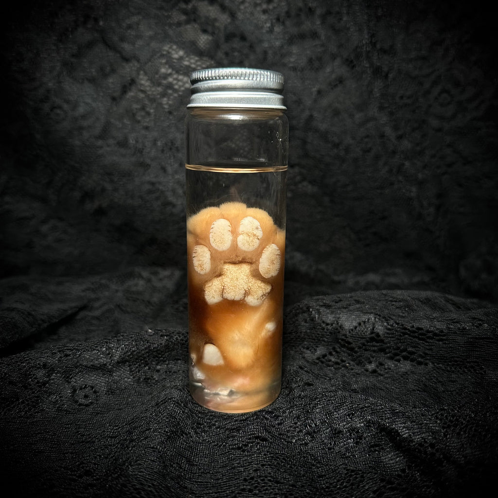 Orange Tabby Cat paw specimen