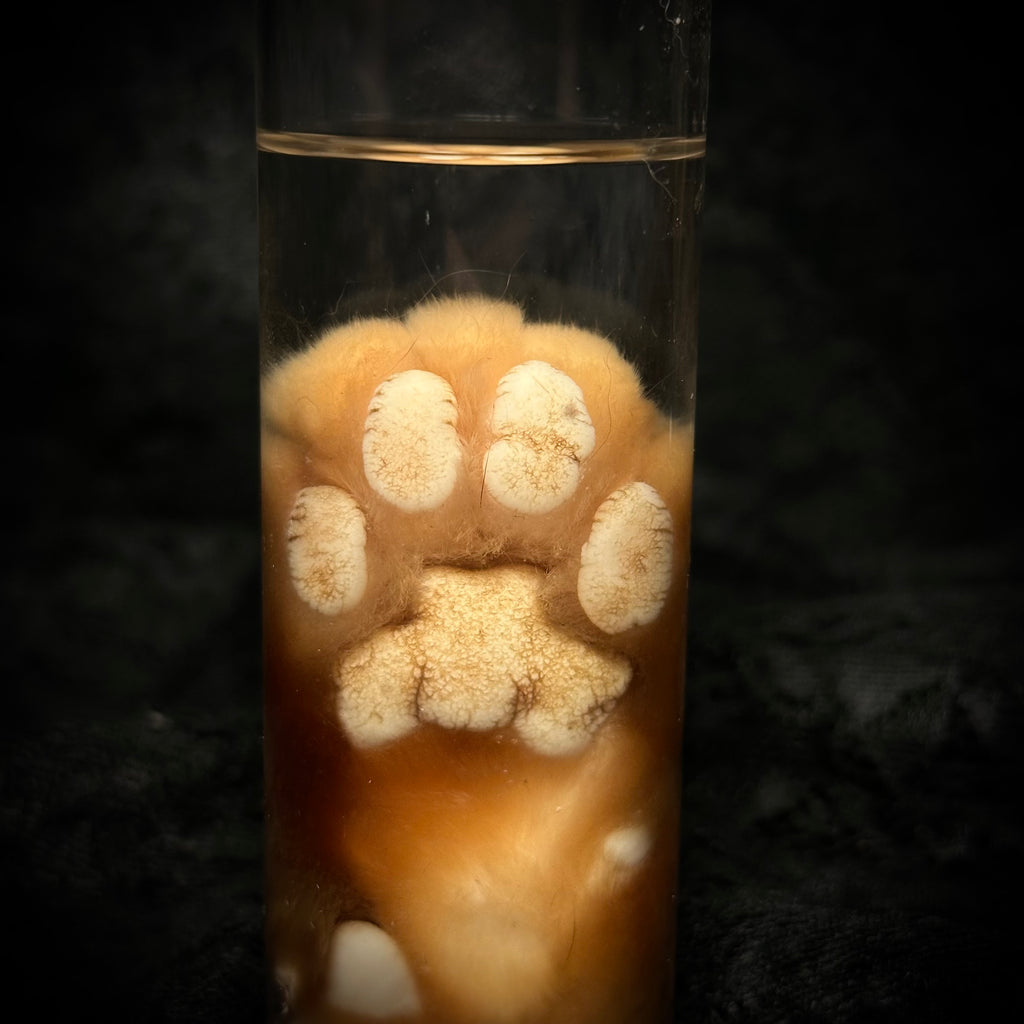 Orange Tabby Cat paw specimen