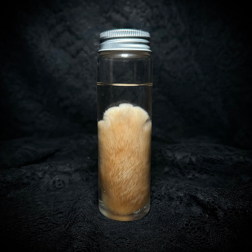Orange Tabby Cat paw specimen