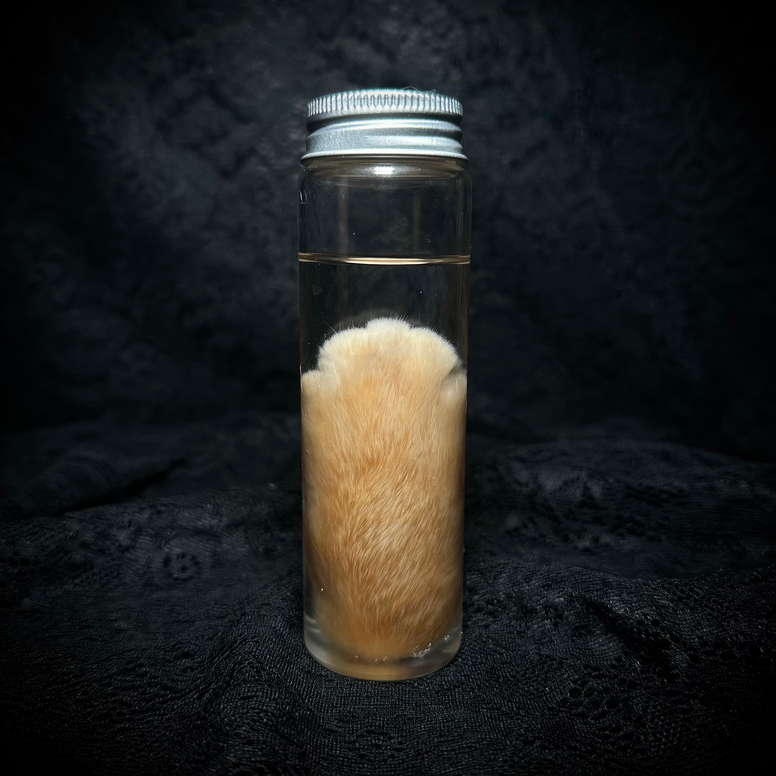 Orange Tabby Cat paw specimen