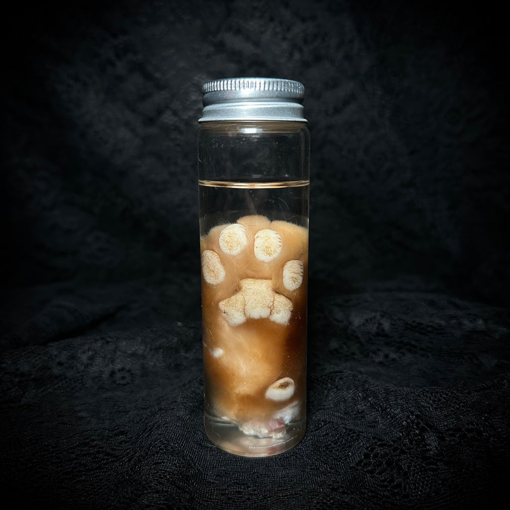 Orange Tabby Cat paw specimen