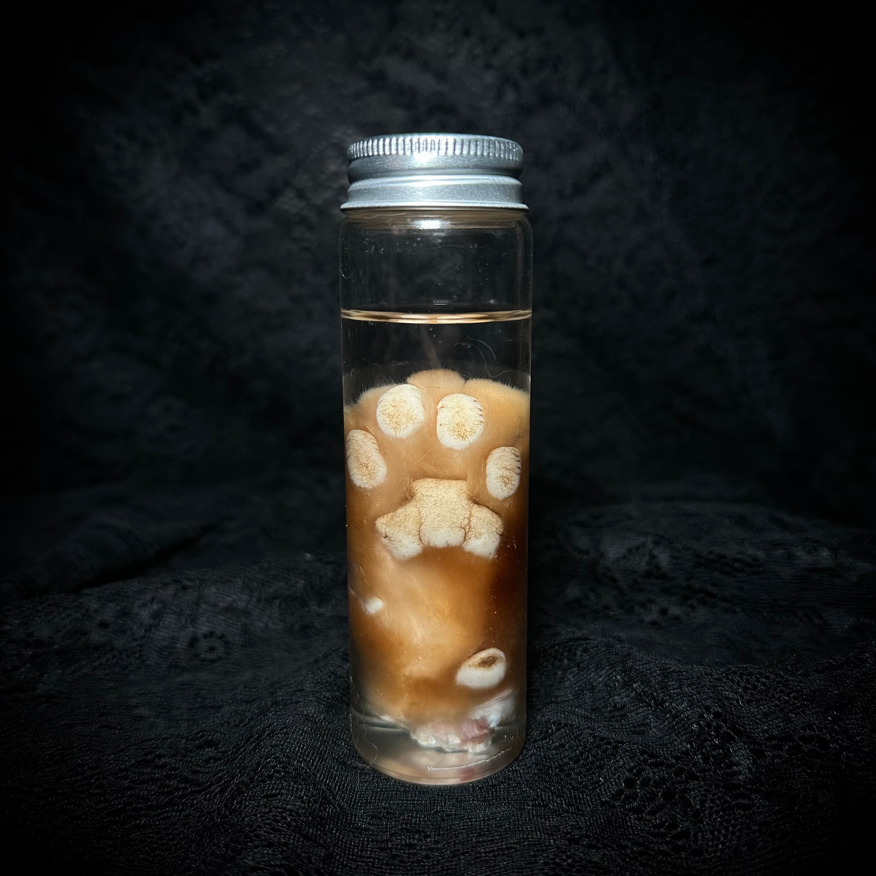 Orange Tabby Cat paw specimen