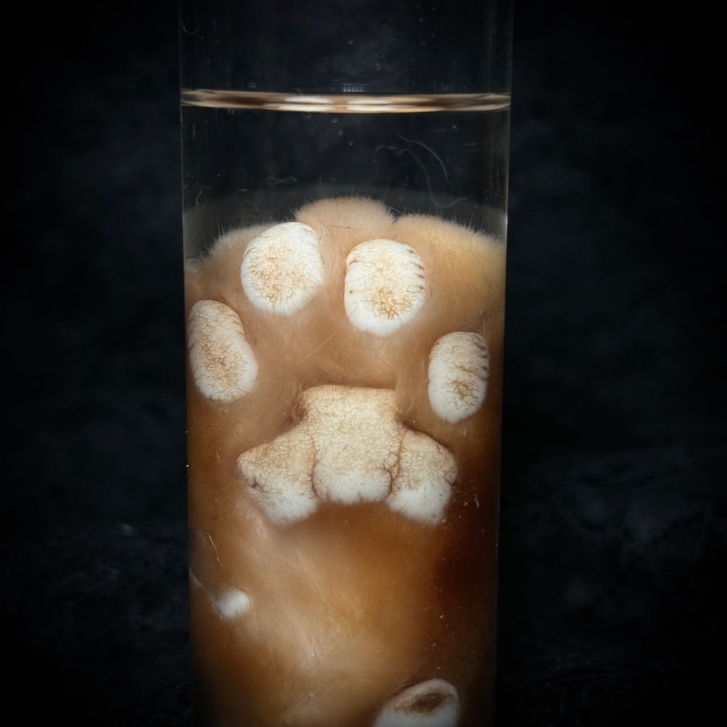 Orange Tabby Cat paw specimen