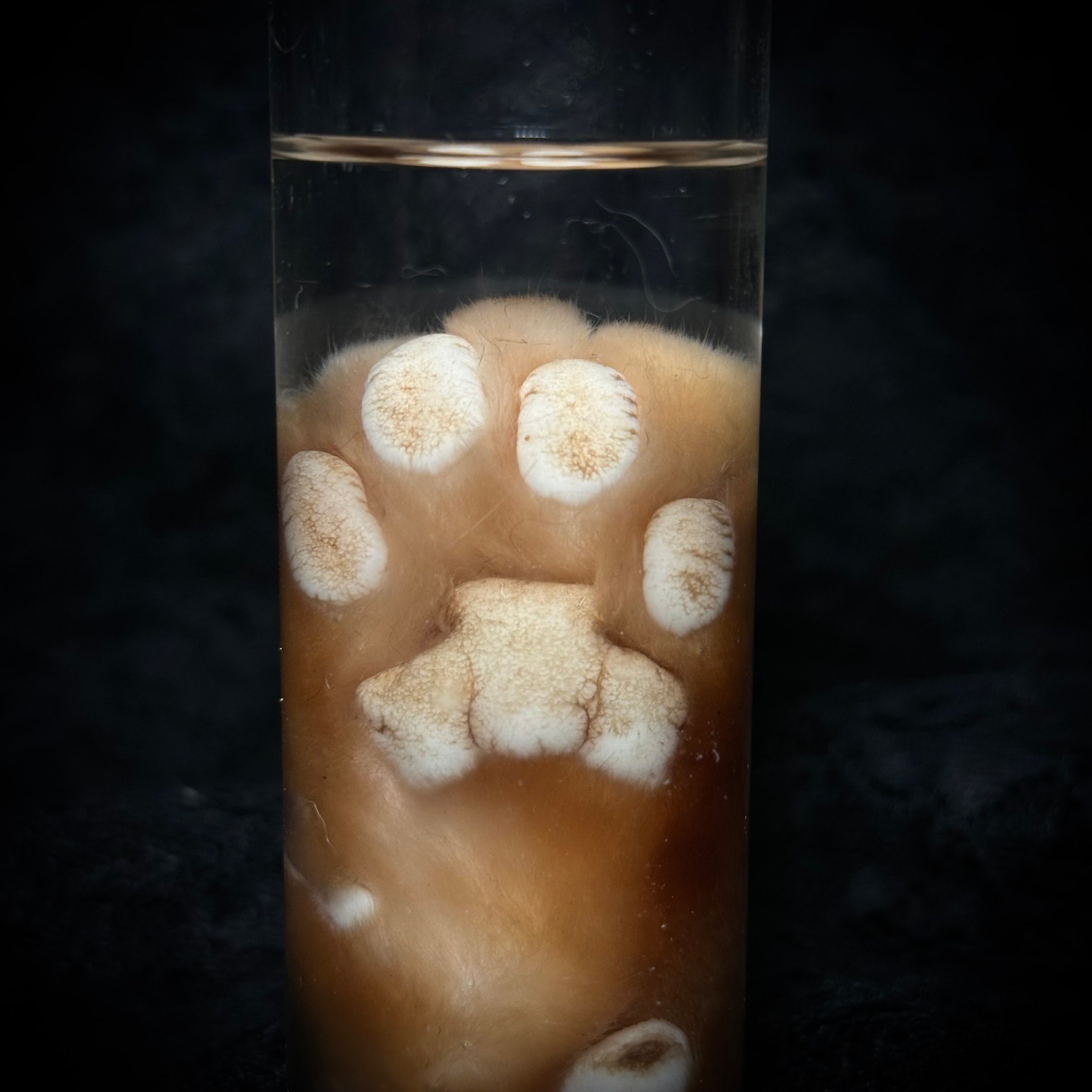 Orange Tabby Cat paw specimen