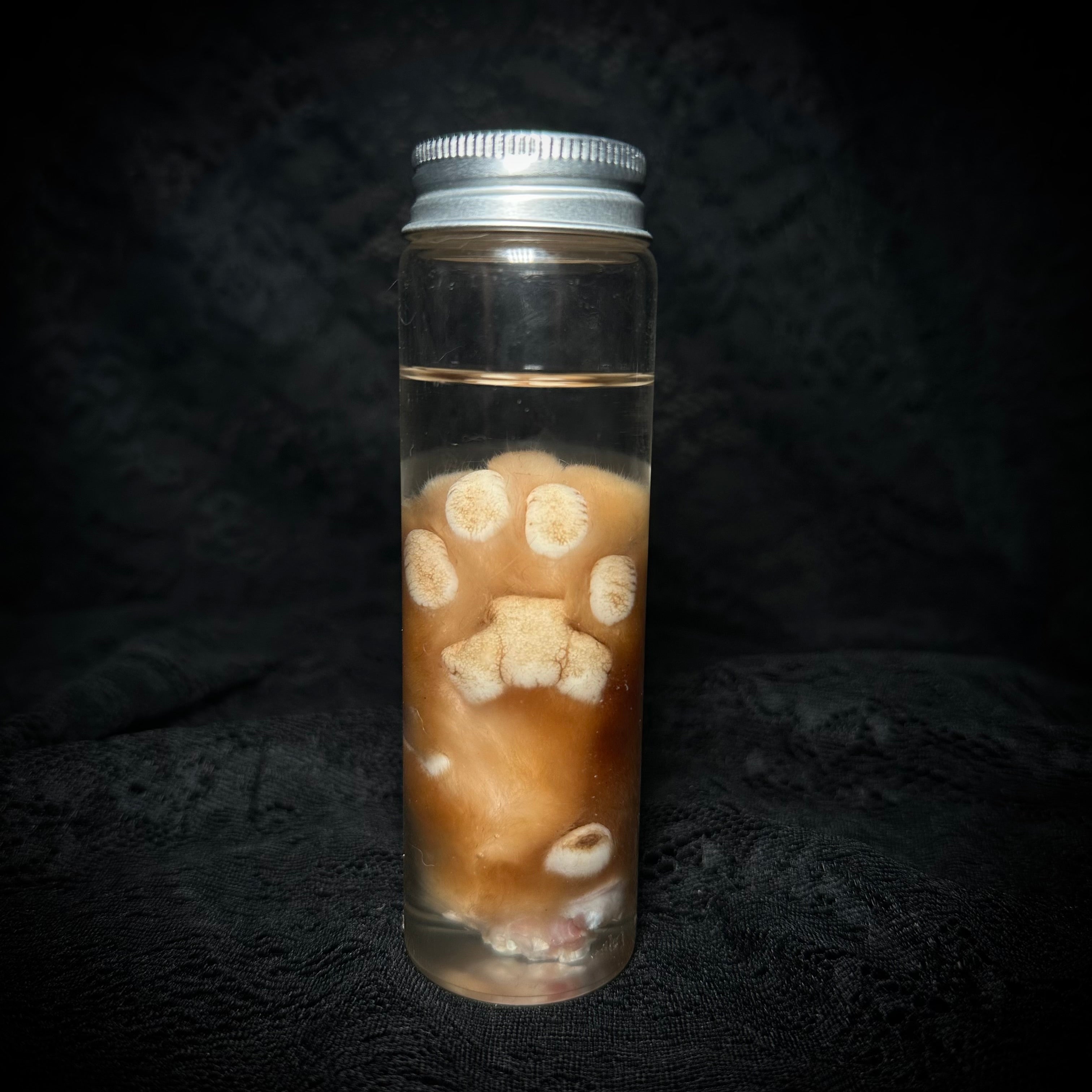 Orange Tabby Cat paw specimen