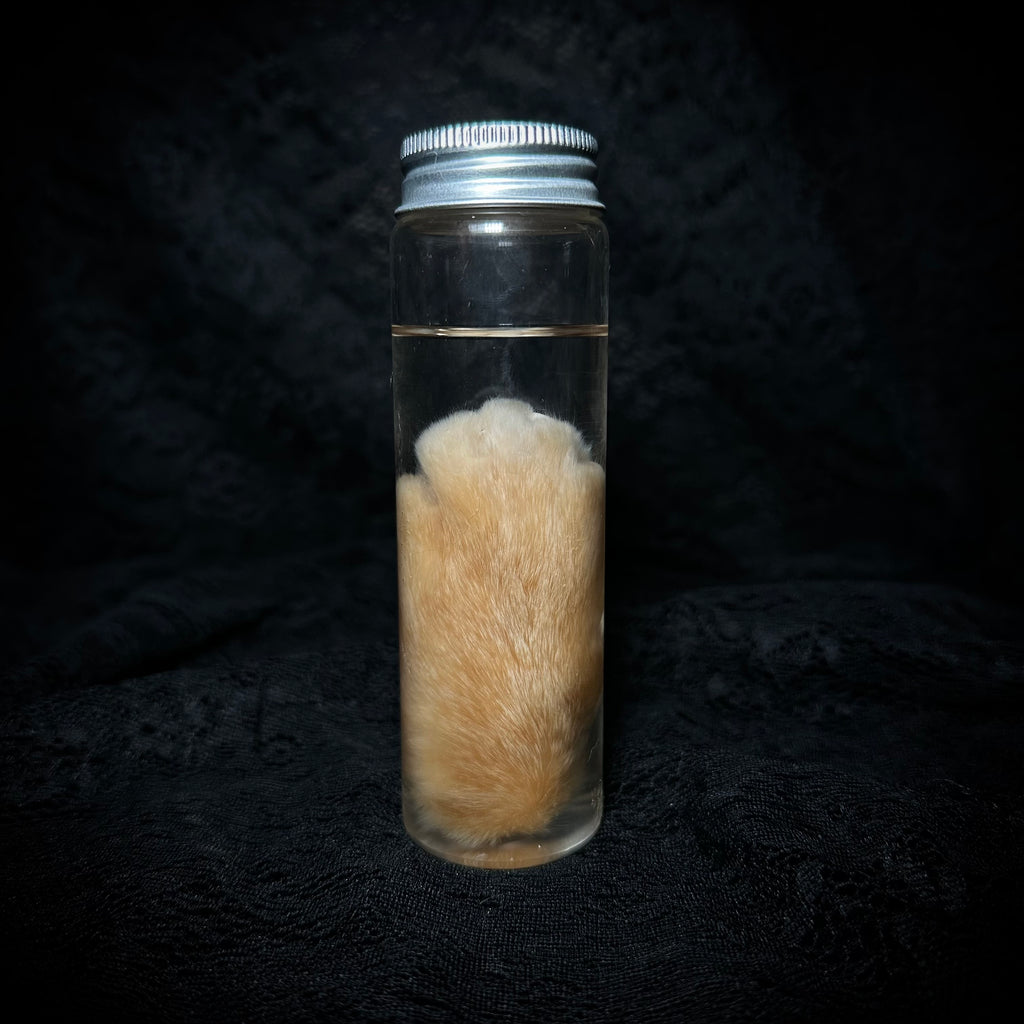 Orange Tabby Cat paw specimen