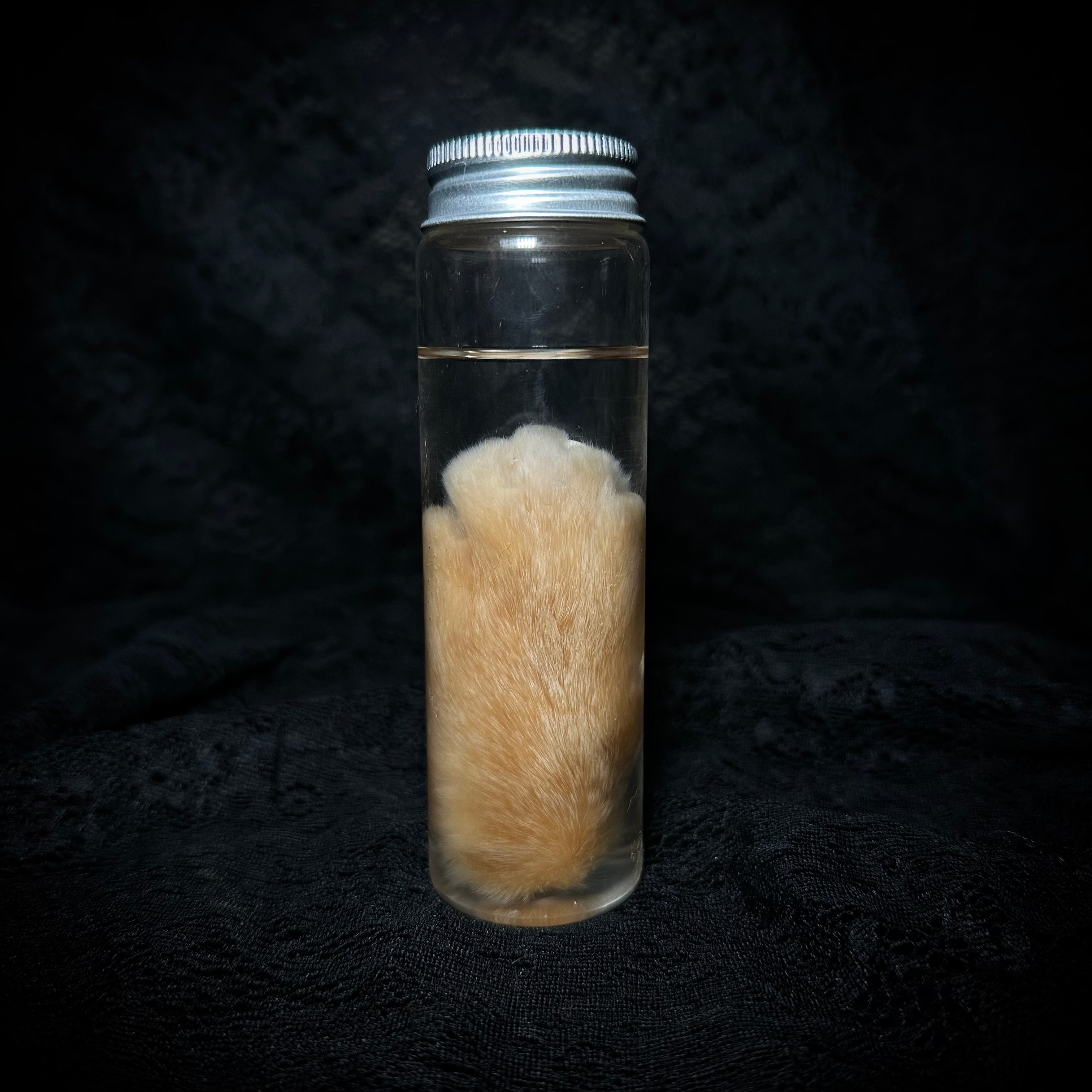 Orange Tabby Cat paw specimen