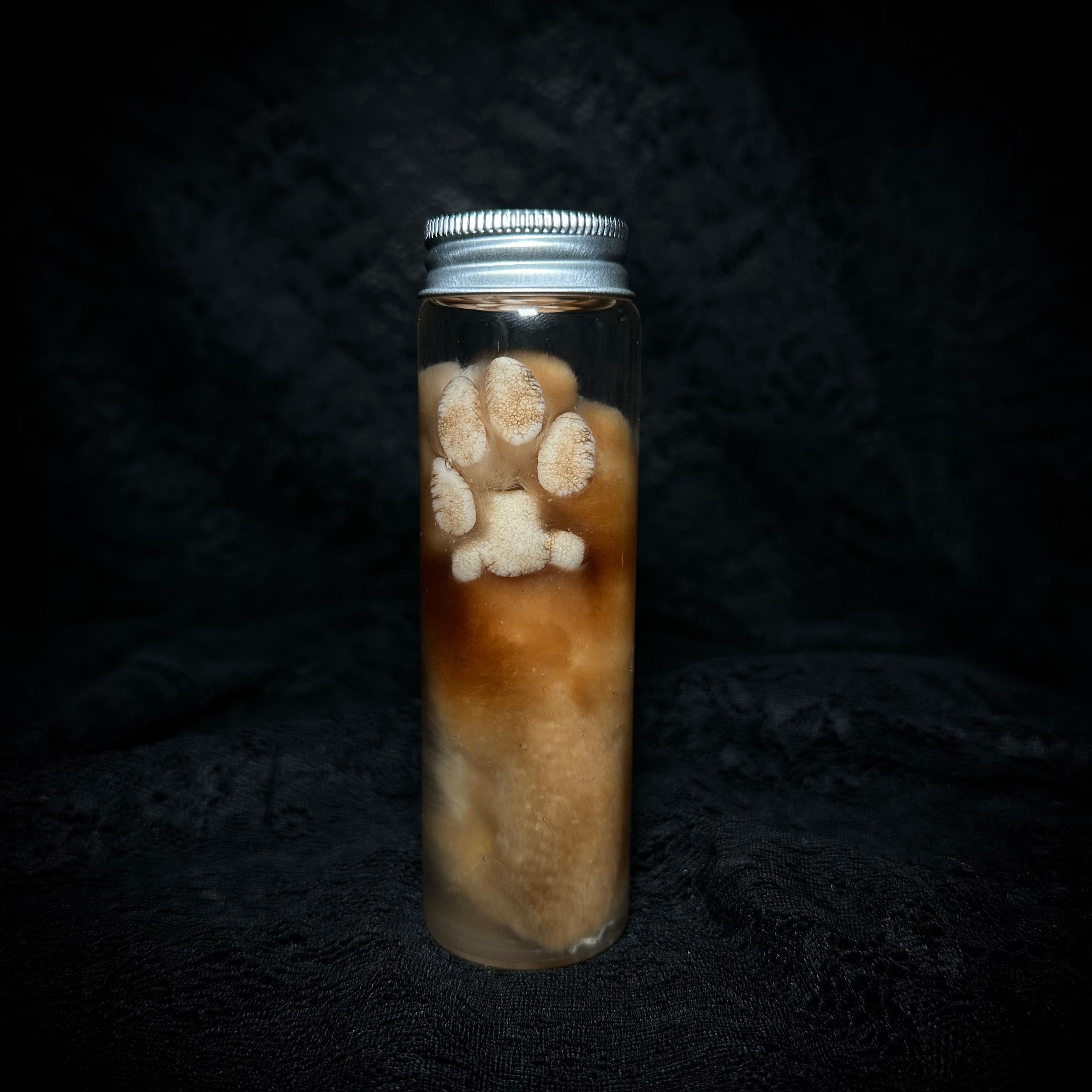 Orange Tabby Cat paw specimen